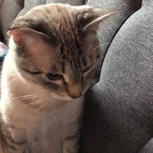 Meet your Posher, Stella